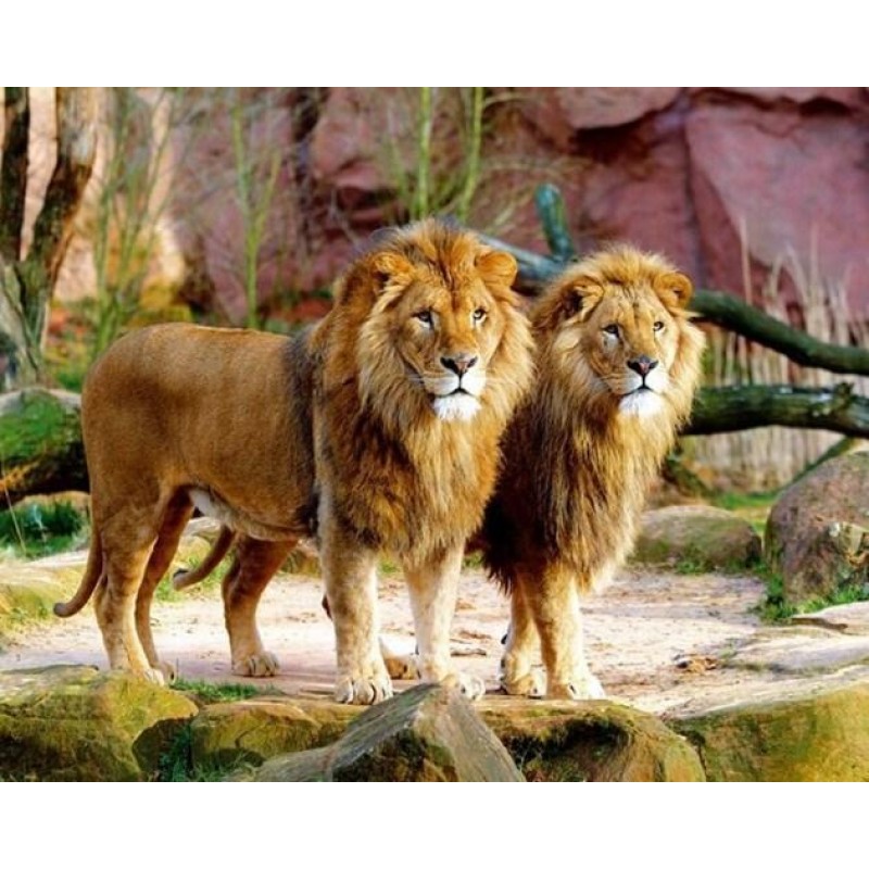 Mighty Lions - Paint...