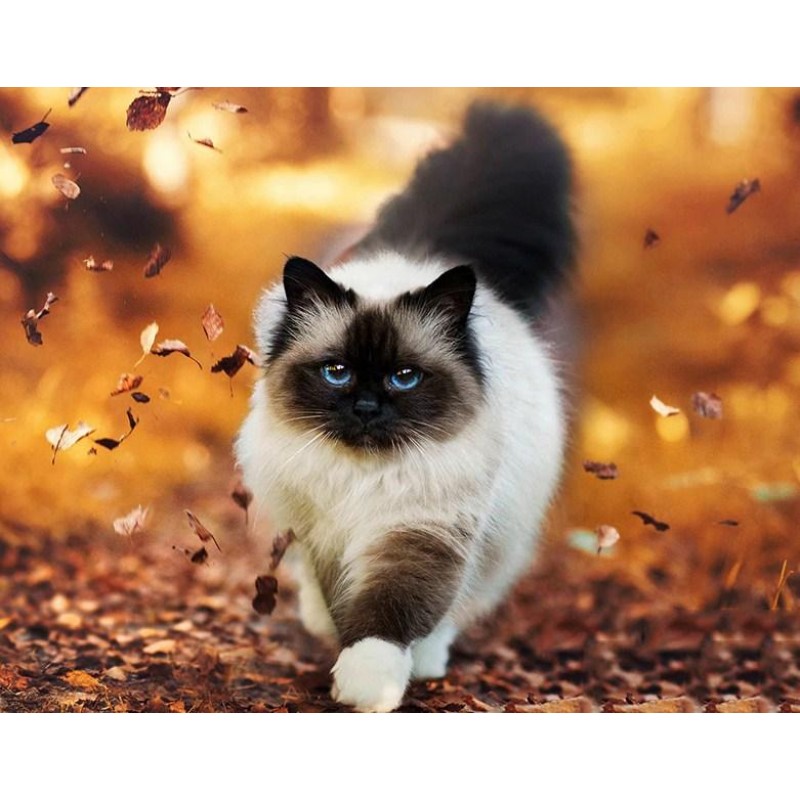 Long Haired Siamese ...