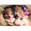Sleeping Cute Kittens