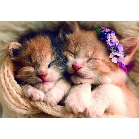 Sleeping Cute Kittens