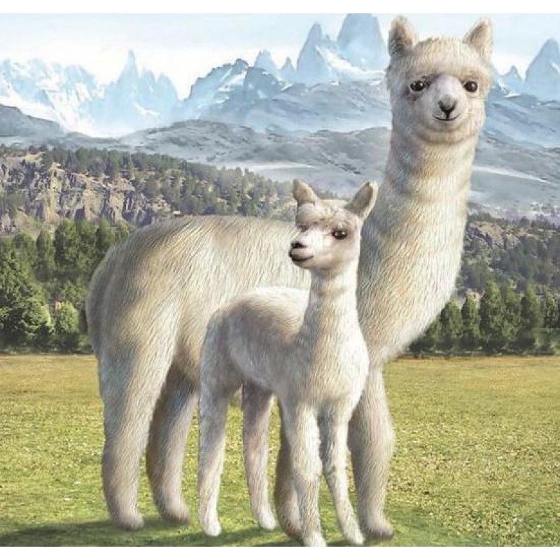 Llama - Paint by Dia...