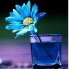 Blue Daisy in Glass