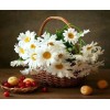 White Daisies in the Basket
