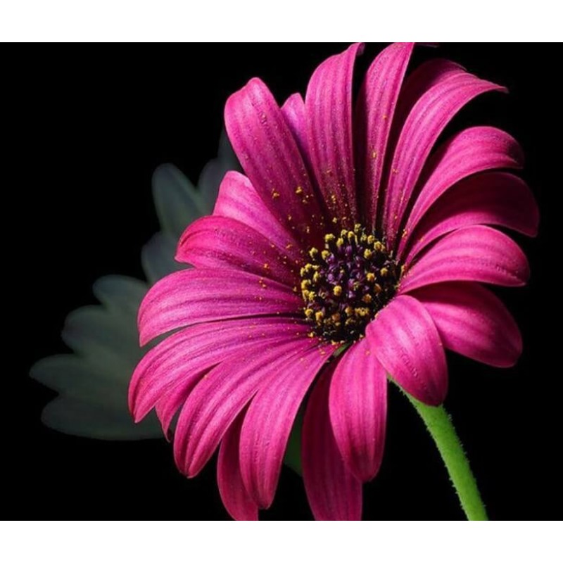 Pink Daisy DIY Paint...