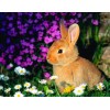 Rabbit Sitting in Flowers
