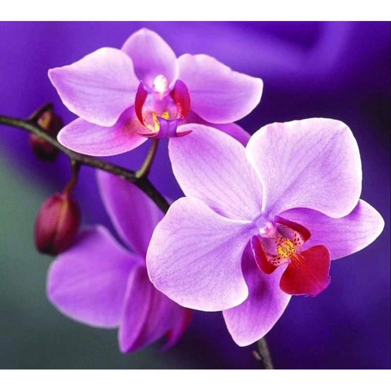 Purple Orchids Diamo...