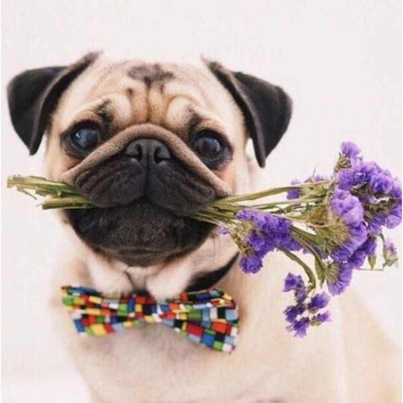 Pug Dog with Flowers