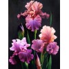 Iris Diamond Painting Kit