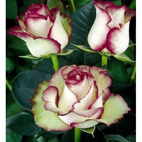 White Roses with Red Tips