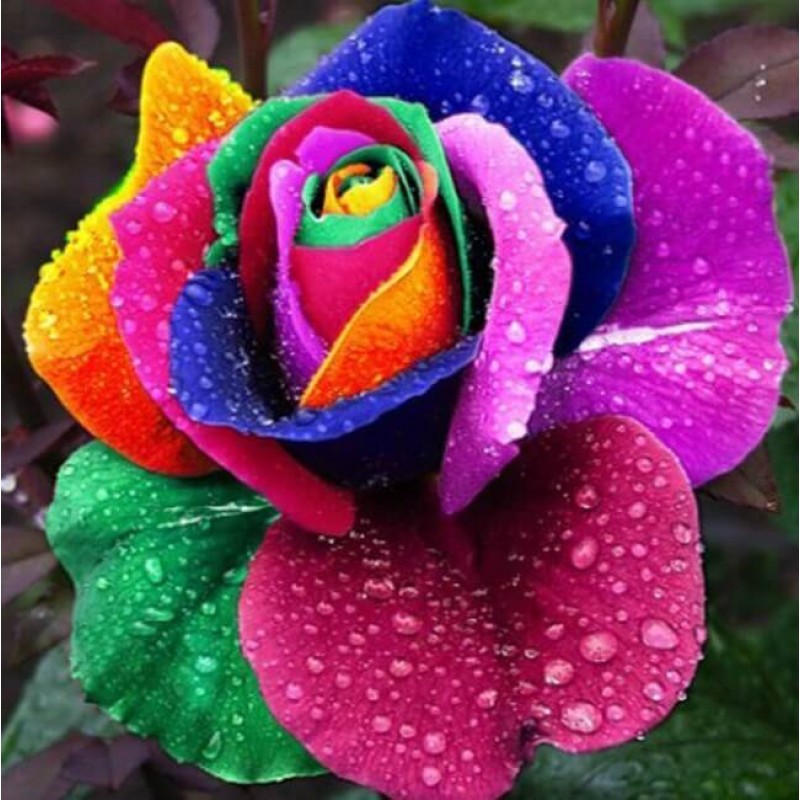 Rainbow Flower Diamo...