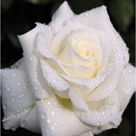 White Rose with Dew Drops