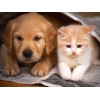 Cutest Dog & Cat Diamond Painting