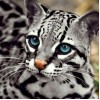 Ocelot Cat- Diamond Painting Kit
