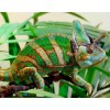 Beautiful Chameleon - Paint by Diamonds