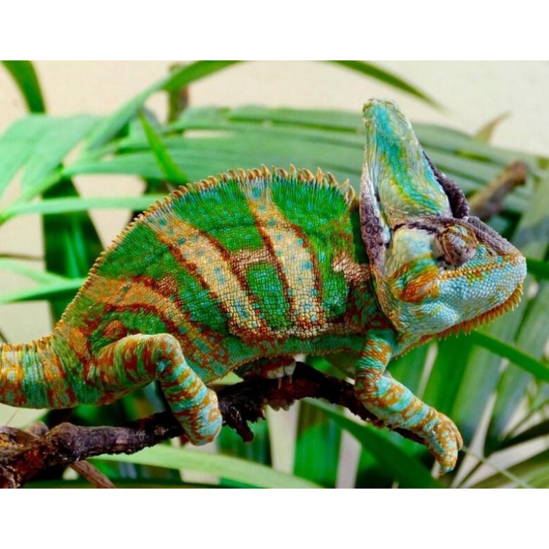 Beautiful Chameleon ...
