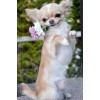 Blonde Long Hair Chihuahua