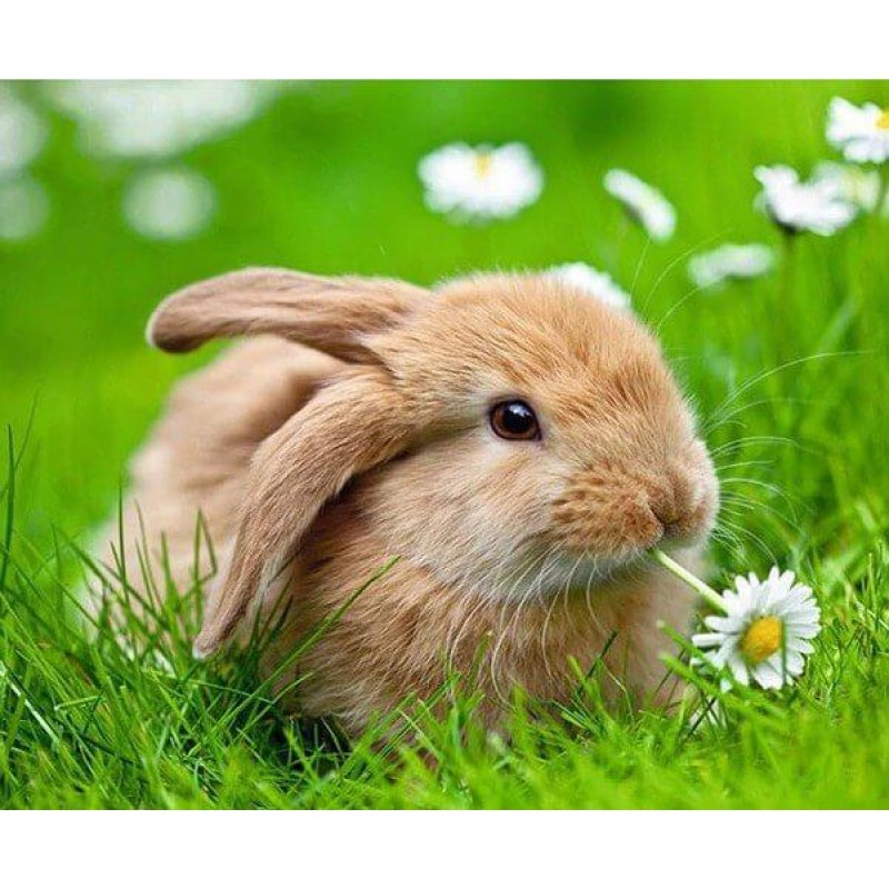 Bunny with Flower