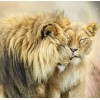 Lion & Lioness Love