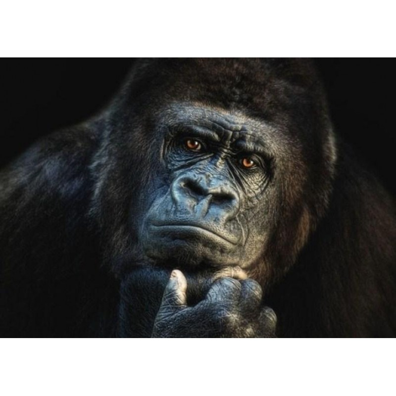 Gorilla Diamond Pain...