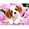 Puppy in Flower Basket