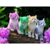 Rainbow Kittens - Paint with Diamonds