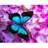 Pink Flowers & Blue Butterfly