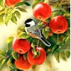Sparrow Sitting on Apples Tree