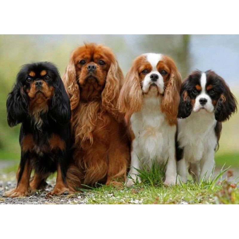 Cavalier King Charle...