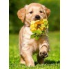 Dog Running with Flower in Mouth