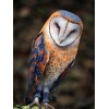 Barn Owl - Paint with Diamonds