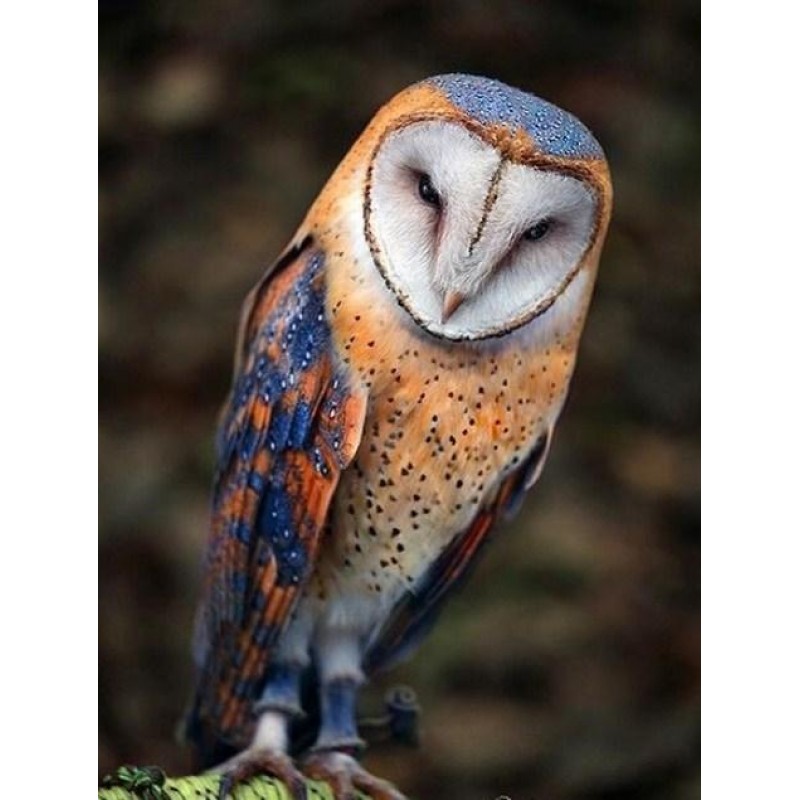 Barn Owl - Paint wit...