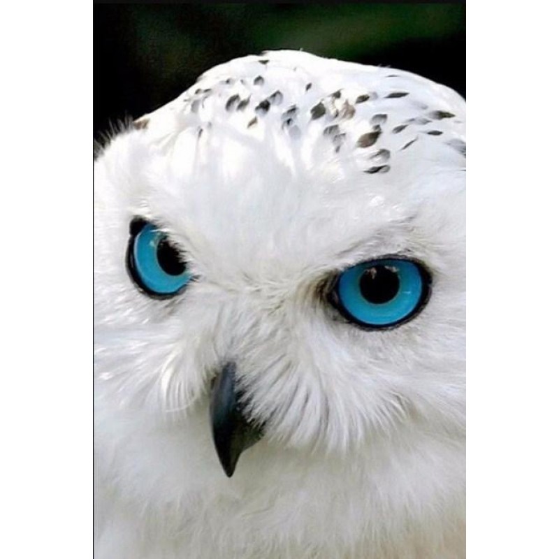 White Owl with Blue ...