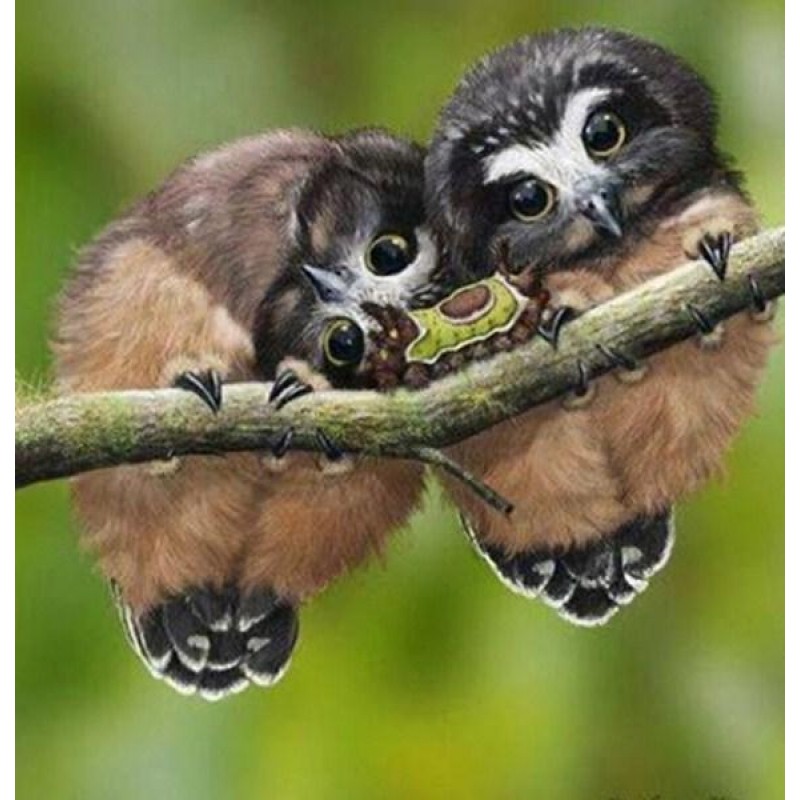 Fluffy Owls & Ca...