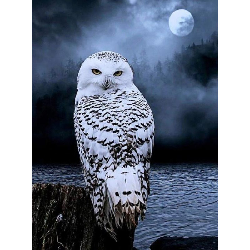 White Owl Gazing at ...