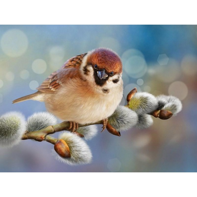 Happy Sparrow - Pain...