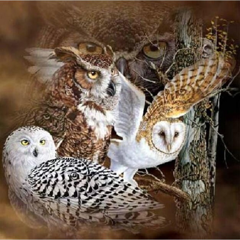 Owl Breeds - Diamond...