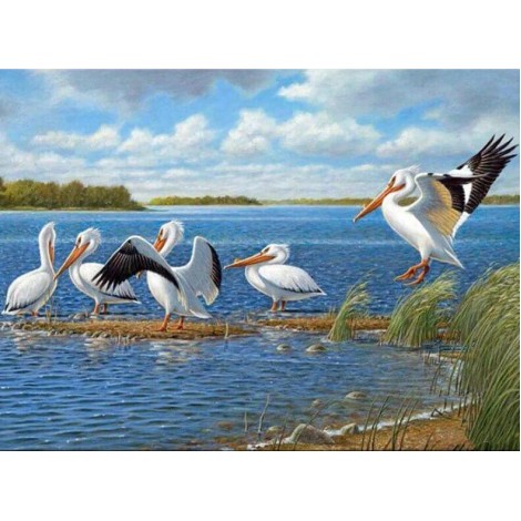 Pelicans Diamond Painting