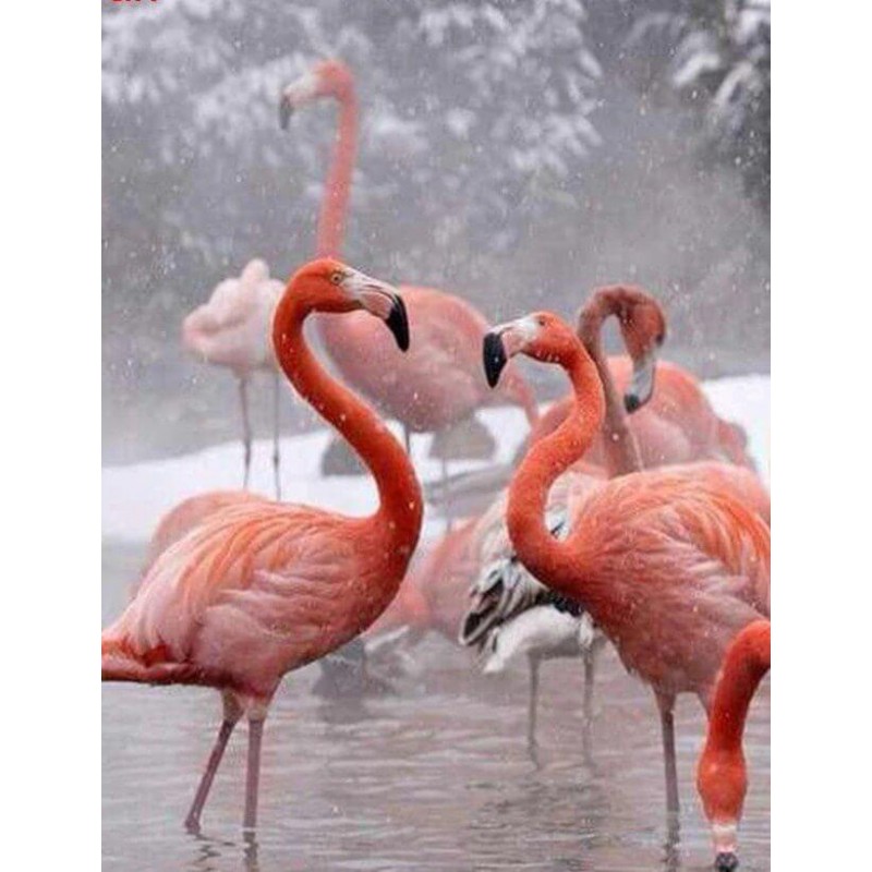 Flamingos in the Win...