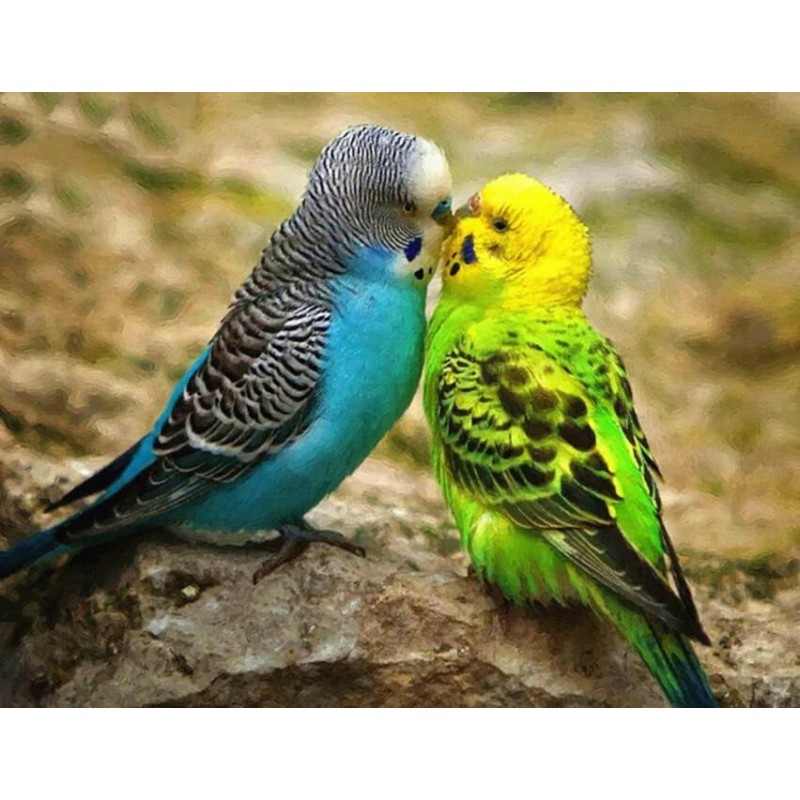 Australian Parrots D...