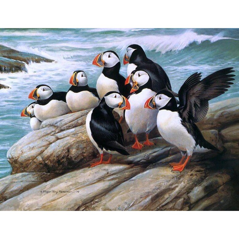 Puffins Diamond Pain...