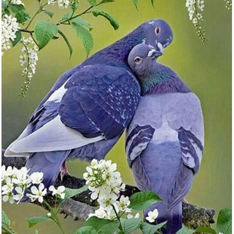 Pigeon Diamond painting Kit