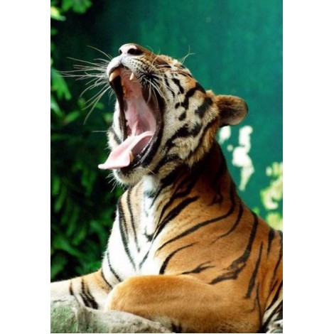 Yawning Tiger - Diamond Painting Kit