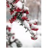 Russian Winter & Snow on Flower Buds