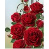 Pretty Red Roses Diamond Painting