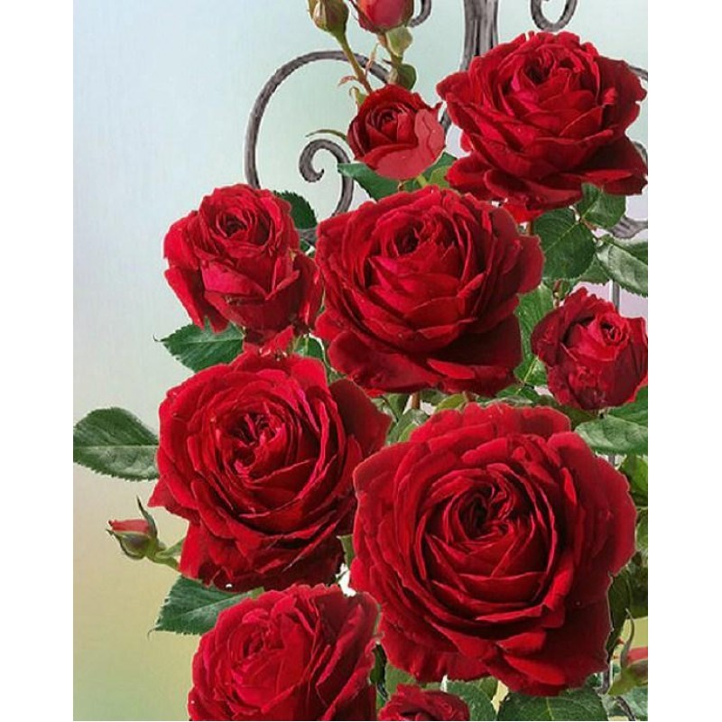 Pretty Red Roses Dia...