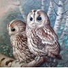 Owl Couple DIY Painting
