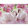 Pink Flowers & Swans in the Lake