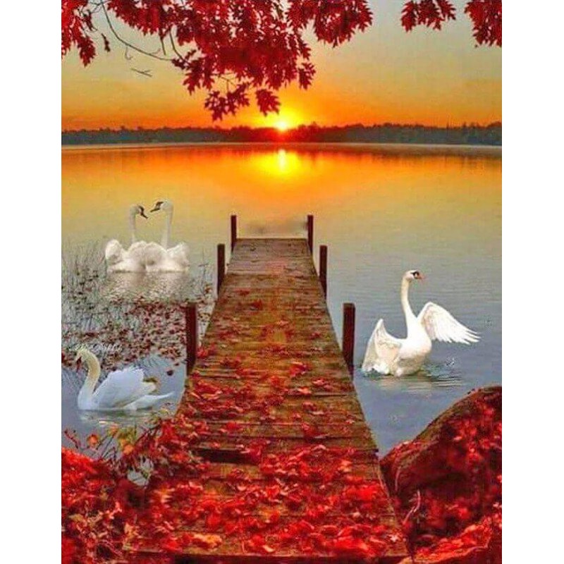 Sunset & Swans D...