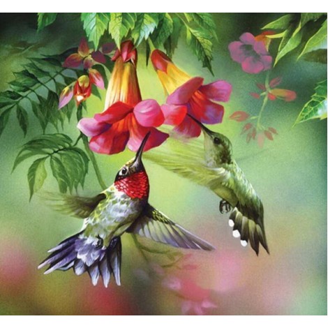 Humming Birds Drinking Flower Nectar