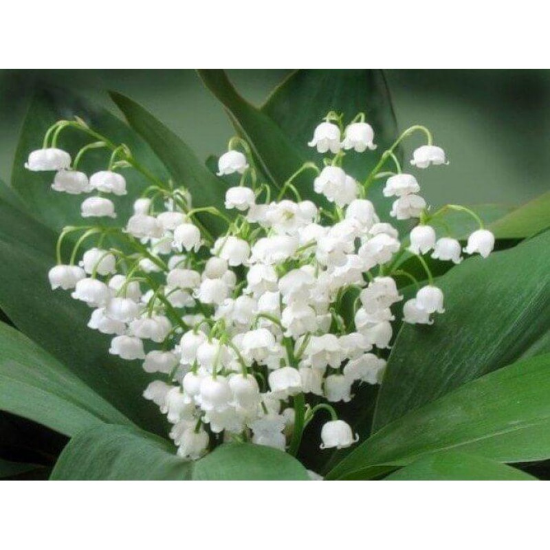 Landyshi Flowers Pai...